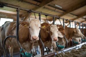 UK: bloccare il metano prodotto dagli allevamenti bovini